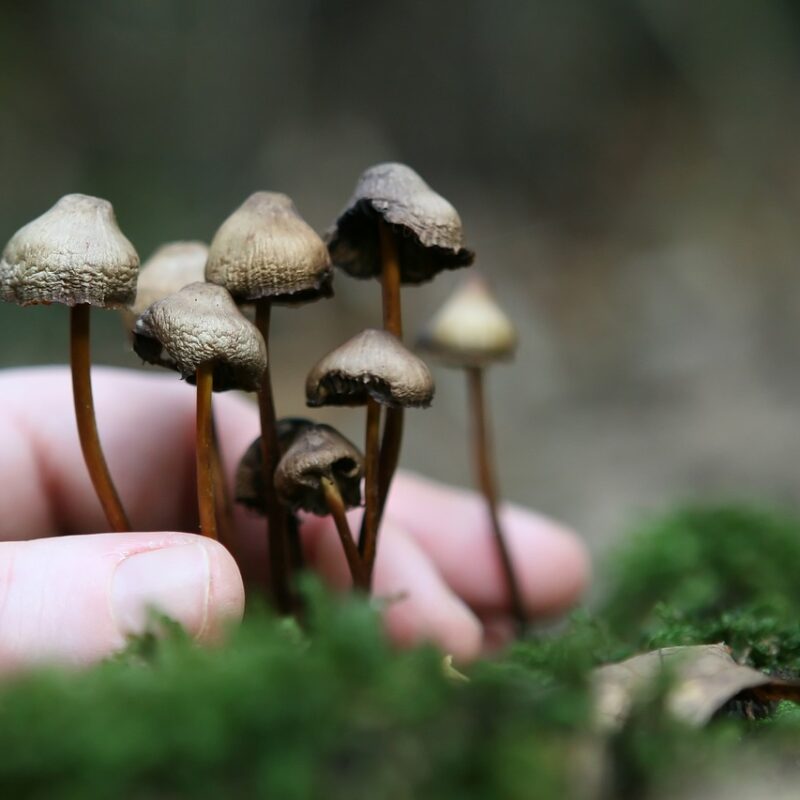 Guide to Magic Mushrooms | Buy Shrooms Canada