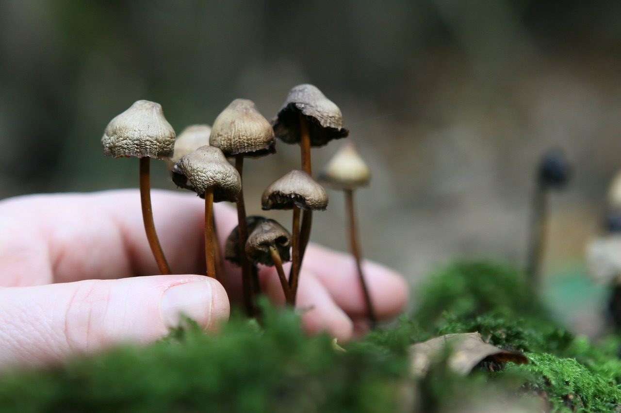 The Fungal Network of Magical Mushroom Growth