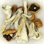 Creeper | Buy Shrooms Canada