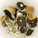 Penis Envy Cubensis | Buy Shrooms Canada