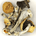 Thai Elephant | Buy Shrooms Canada