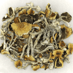 Daddy Long Legs | Buy Shrooms Canada