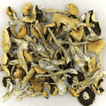 Puerto Rican | Buy Shrooms Canada