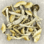 Blue Magnolia Rust | Buy Shrooms Canada