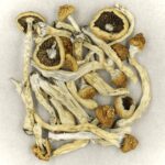 Texas Yellow Cap | Buy Shrooms Canada