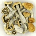 Vietnamese | Buy Shrooms Canada