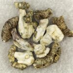 White Burma | Buy Shrooms Canada