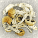 Chitwan Nepal | Buy Shrooms Canada