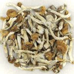 Florida White | Buy Shrooms Canada