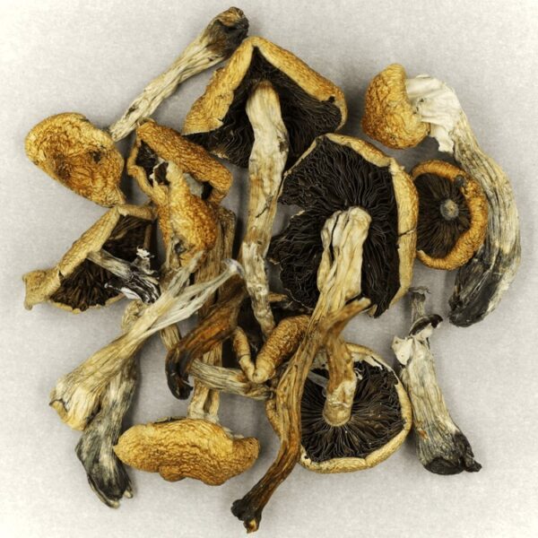 Malabar | Buy Shrooms Canada