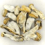 Melmac | Buy Shrooms Canada