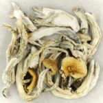 Treasure Coast | Buy Shrooms Canada
