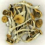 Mexicana | Buy Shrooms Canada