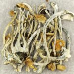 Amazonian Cubensis | Buy Shrooms Canada