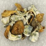 King Kong | Buy Shrooms Canada