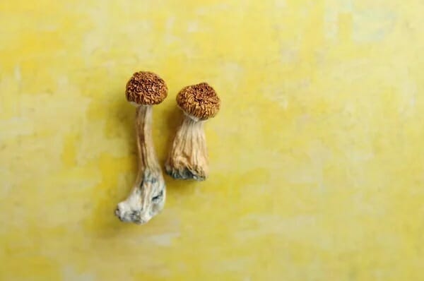 Lemon Tek at Zoomies Canada | Buy Shrooms Canada