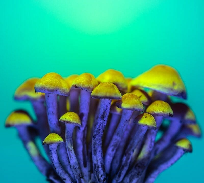 LSD Edibles | Buy Shrooms Canada