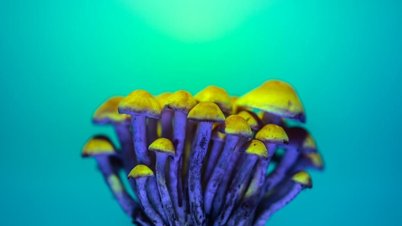 Exploring the Psychedelic Chemistry: Unleashing the Potential of LSD Edibles