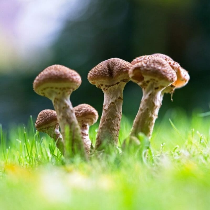 Mushroom Dispensary | Buy Shrooms Canada