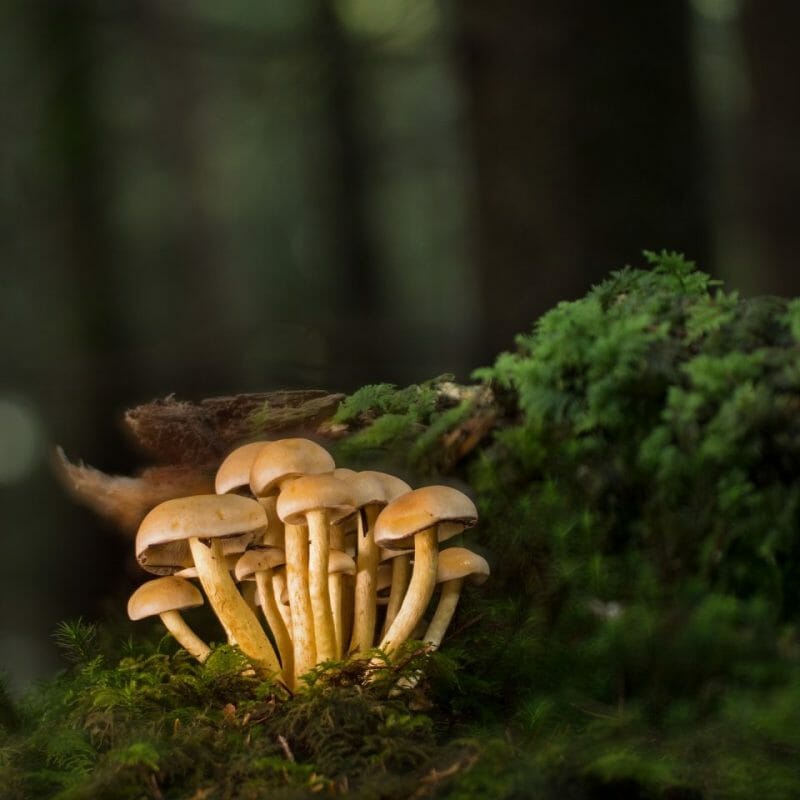 Strongest Mushroom Strains | Buy Shrooms Canada