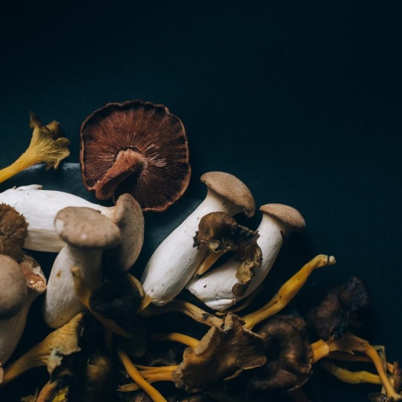 Dried Shrooms | Buy Shrooms Canada