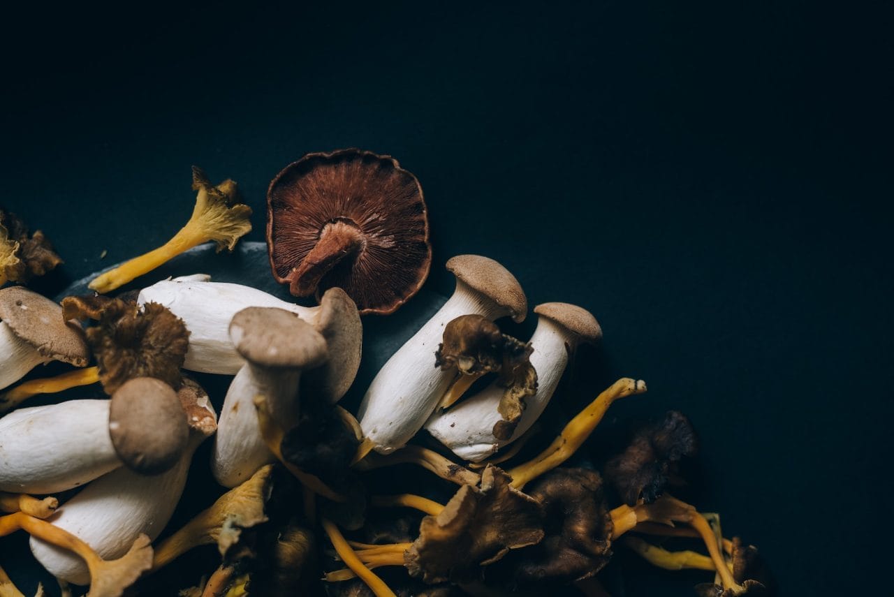 Studies Indicate Dehydrated Psychedelic Mushrooms Trigger a Sensation Similar to a ‘Lucid Dream’