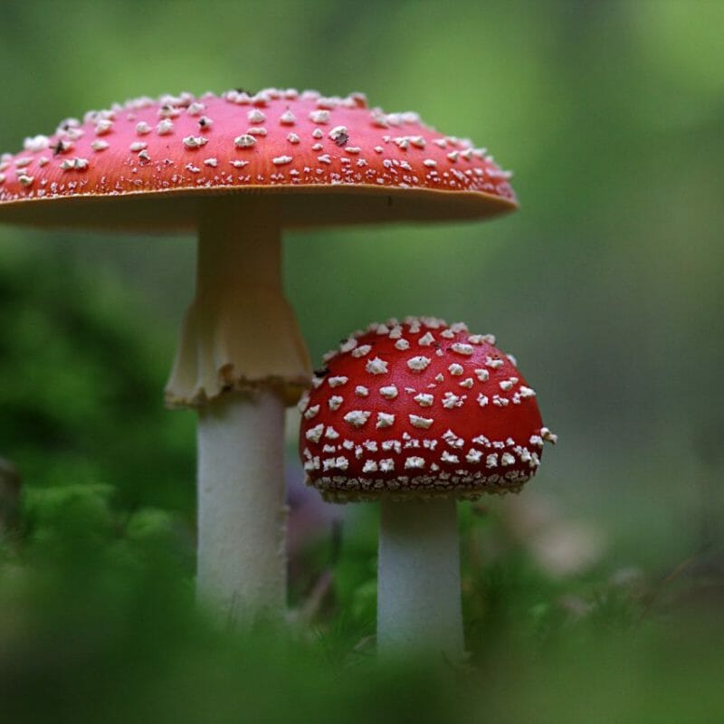 Magic Mushrooms Canada | Buy Shrooms Canada