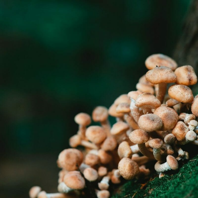 Mushroom Dispensary - Zoomies | Buy Shrooms Canada