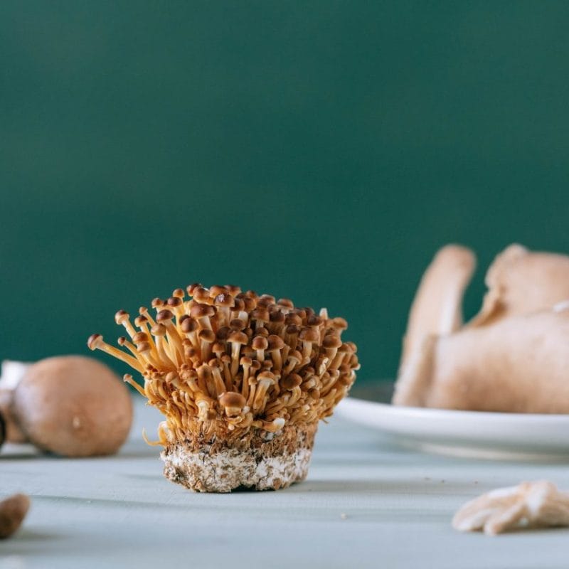 Buy Magic Mushroom | Buy Shrooms Canada