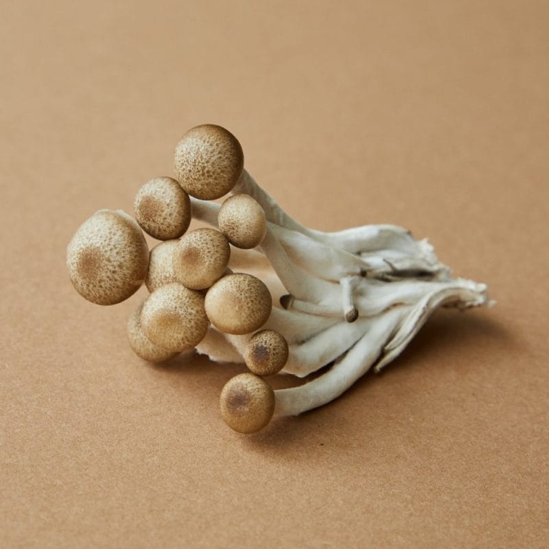 strongest mushroom strain | Buy Shrooms Canada