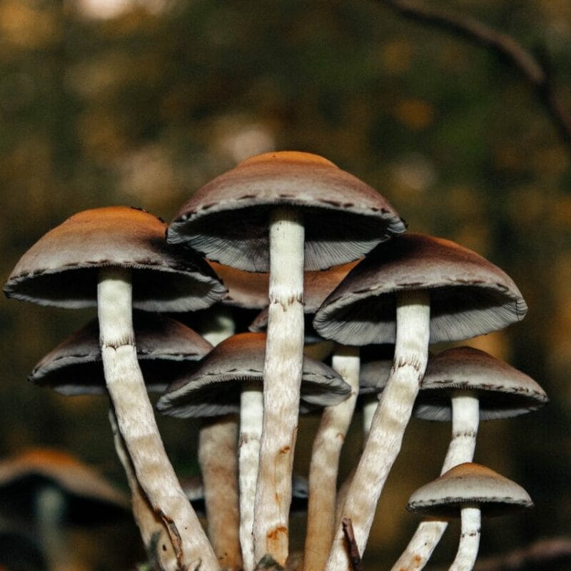 Microdose Mushrooms | Buy Shrooms Canada
