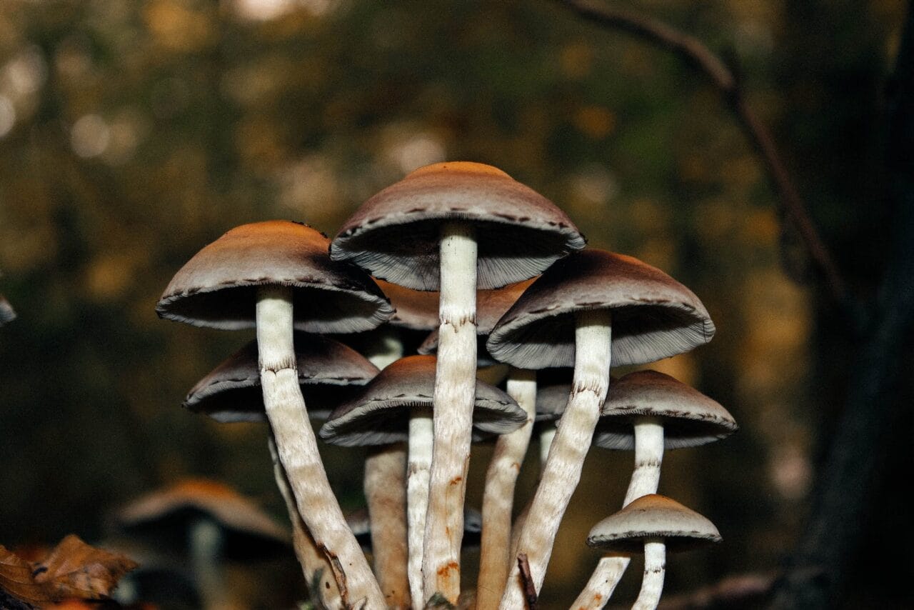 A Collection of Case Studies on Microdosing Mushrooms for Long-Term Pain Alleviation