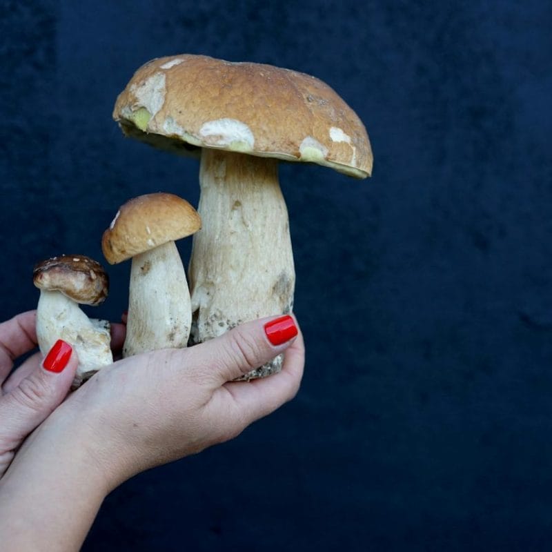 Shrooms Online | Buy Shrooms Canada