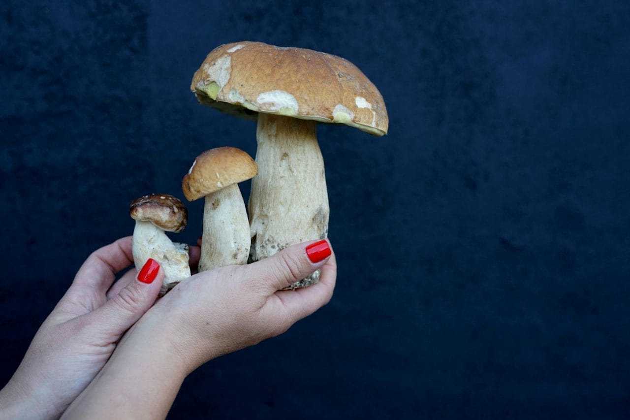 Top Five Mushrooms You Must Try Nearby