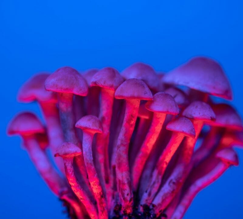 Shrooms Delivery in Canada | Buy Shrooms Canada