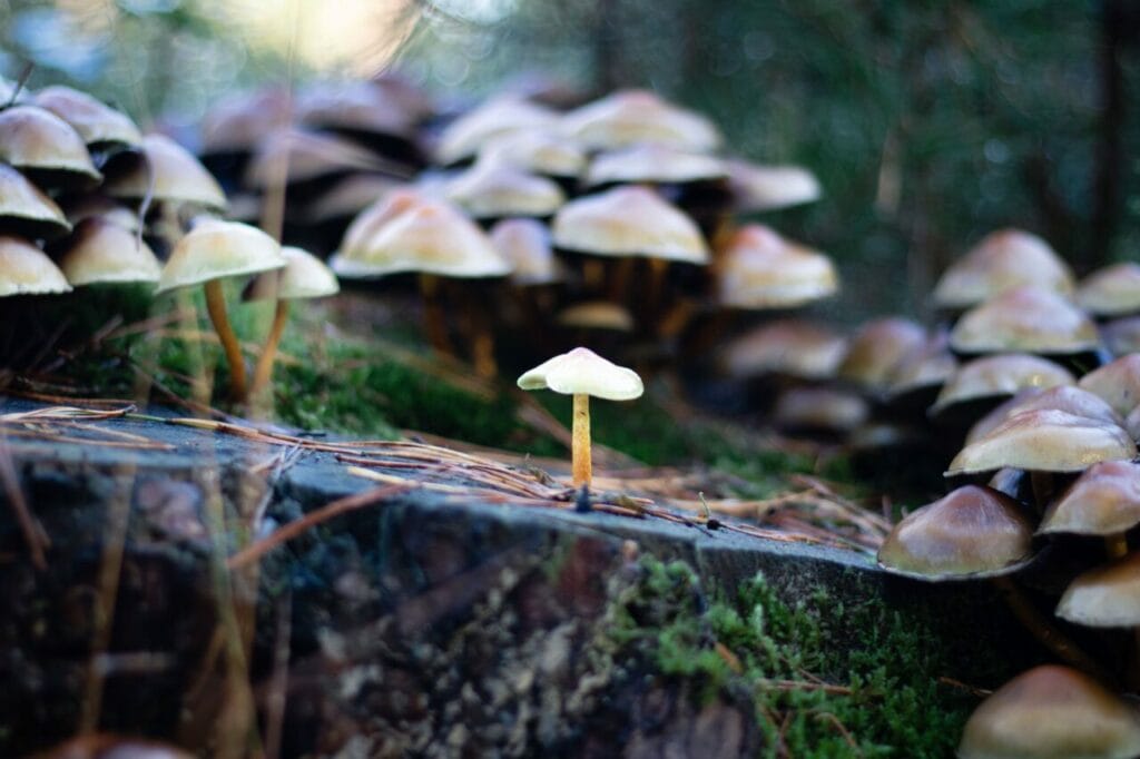 Shroom Delivery at Buy Shrooms Canada