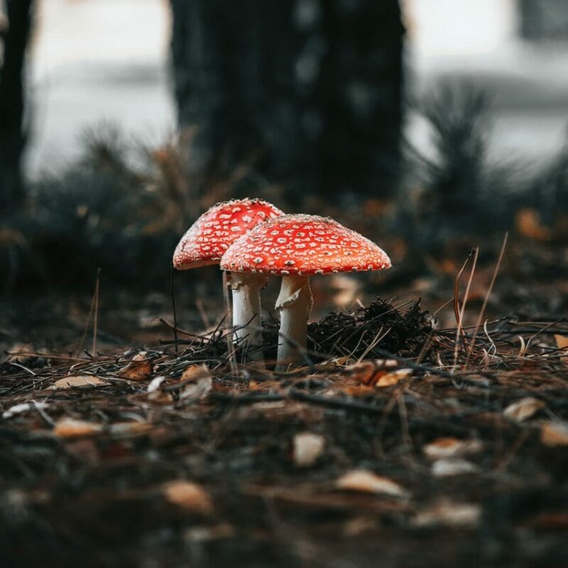 Shroom online delivery at Zoomies Canada | Buy Shrooms Canada