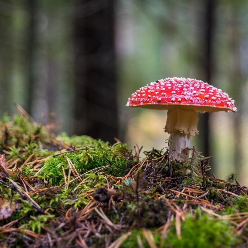 Shrooms Online in Canada | Buy Shrooms Canada