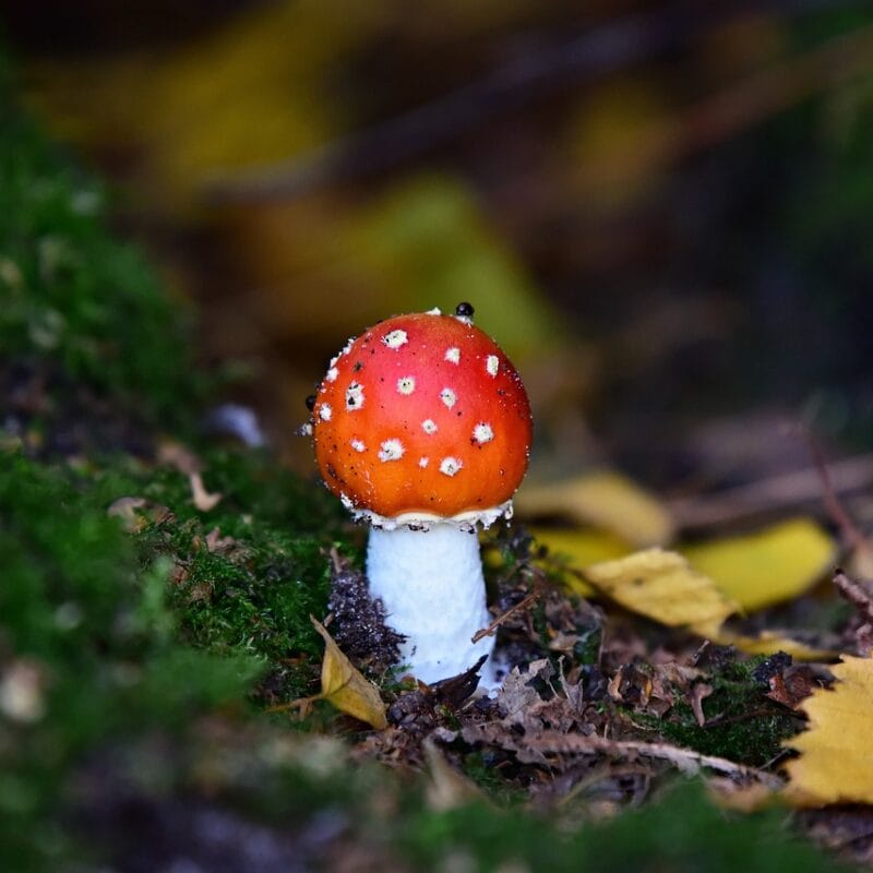 buy LSD online in Canada | Buy Shrooms Canada