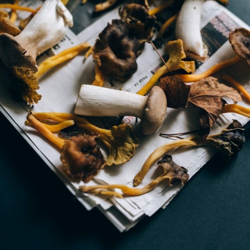 Mushroom chocolate at Zoomies Canada | Buy Shrooms Canada