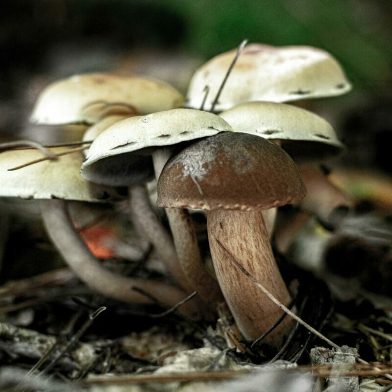 psilocybin mushroom | Buy Shrooms Canada