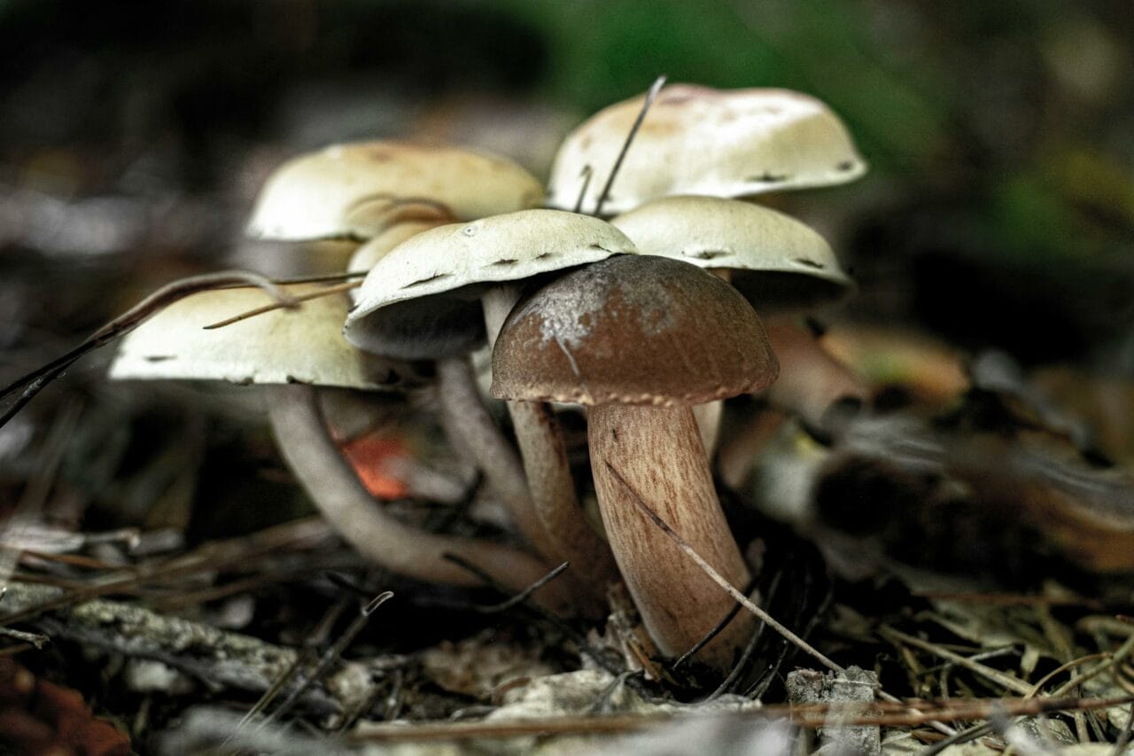 Brazilian vs. Costa Rican Magic Mushrooms: A Comparative Analysis of Their Benefits