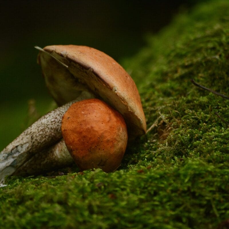 Mushroom Dispensary Vancouver | Buy Shrooms Canada