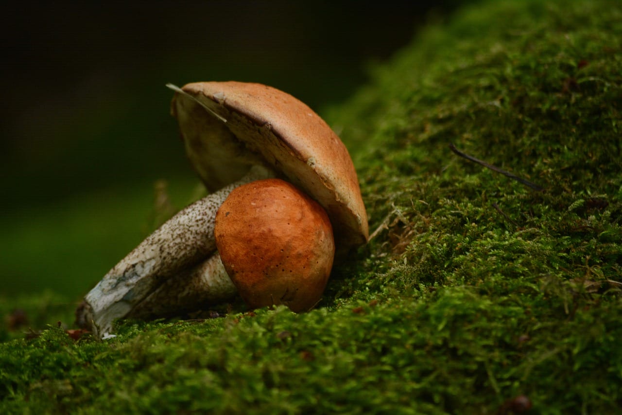 Vancouver Mushroom Dispensary: Five Freshly Introduced Mushroom Varieties You Must Experience