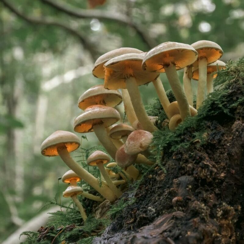 Shrooms online | Buy Shrooms Canada
