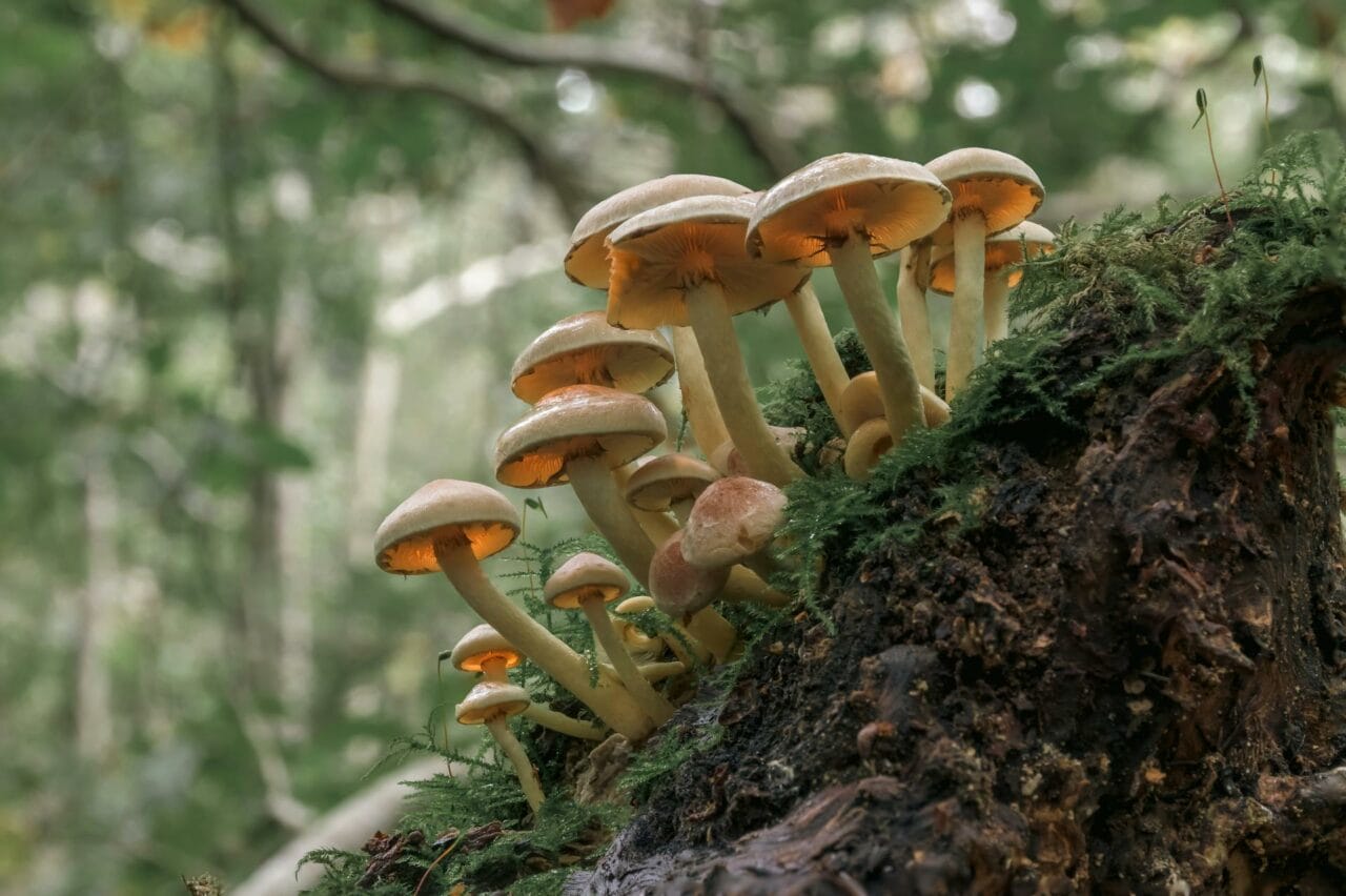 The active compound in magic mushrooms, Psilocybin, enhances sexual performance and satisfaction.