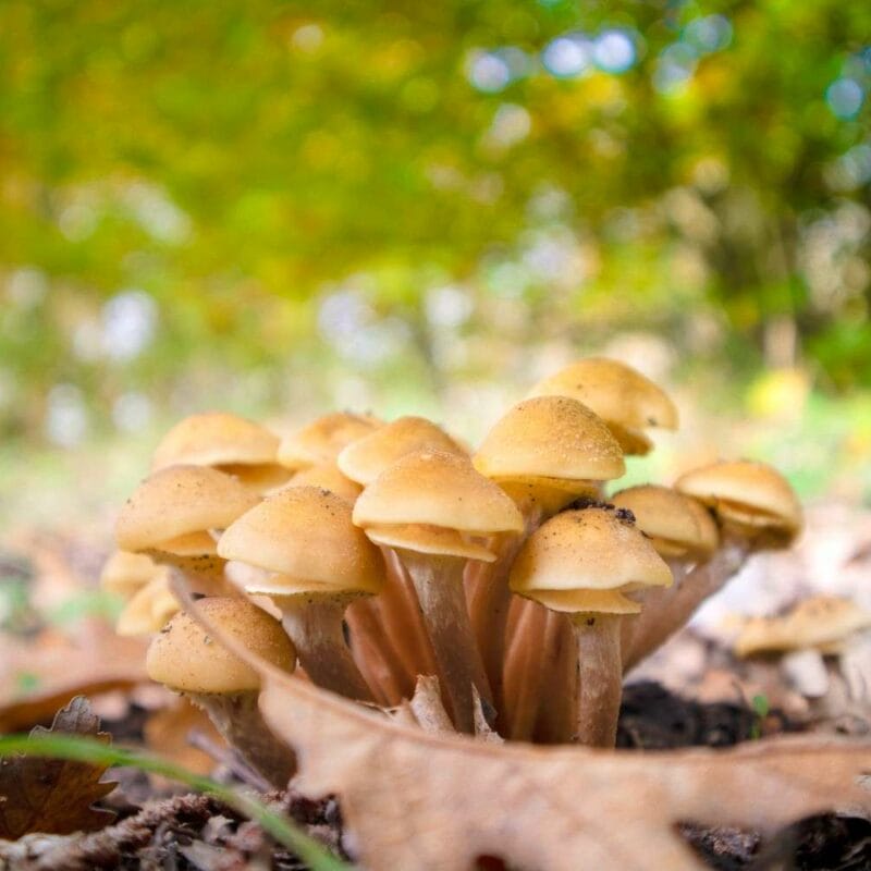 Shrooms Canada | Buy Shrooms Canada