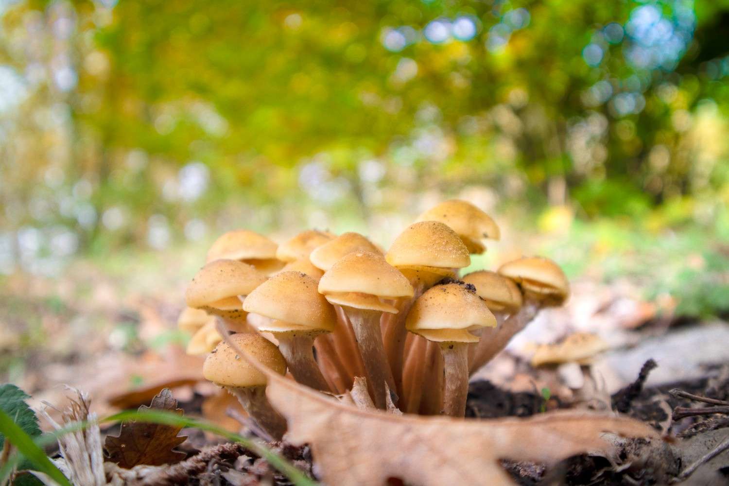 Psilocybin Mushrooms Expand Their Reach Beyond Canada – Microdosing Emerges as a Worldwide Trend