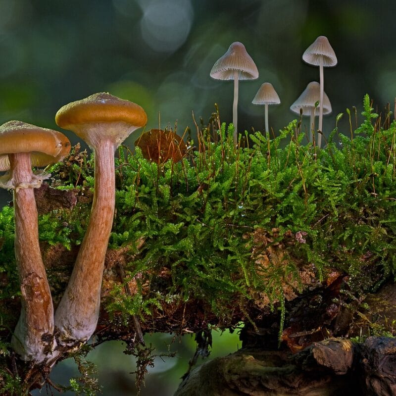 magic mushroom in Canada | Buy Shrooms Canada