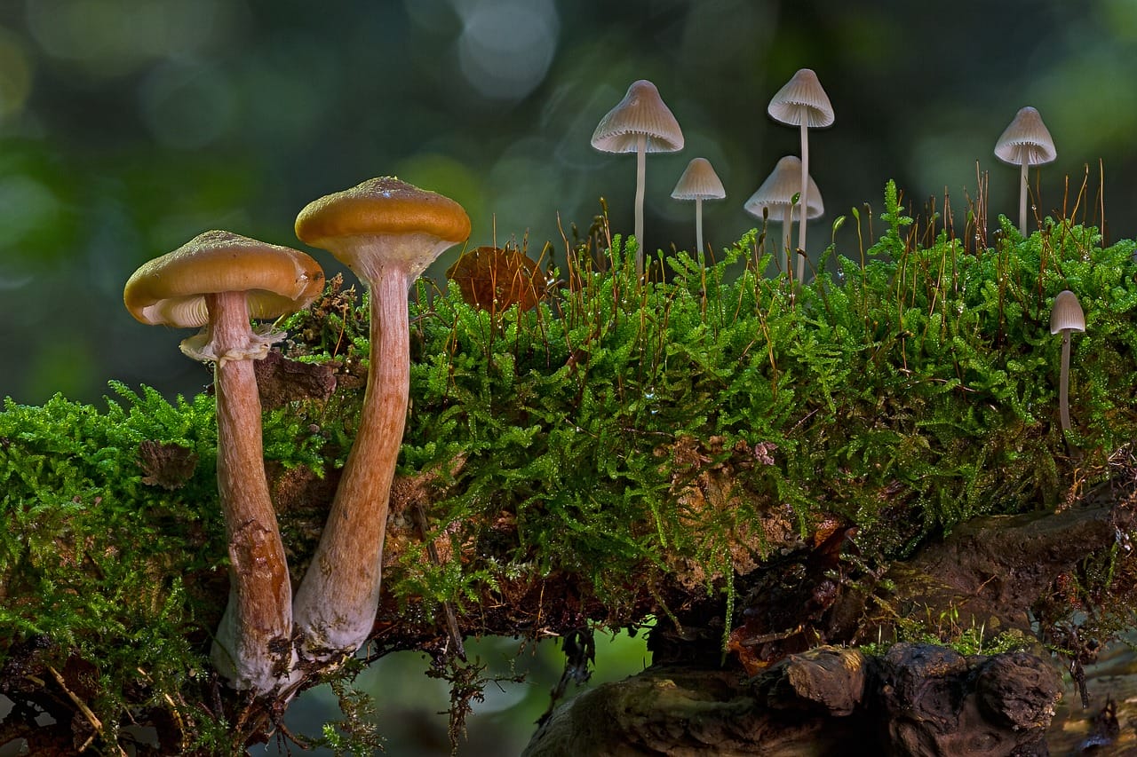 The Majority of Canadians, Approximately 80%, Advocate for the Use of Psychedelic Mushrooms in Alleviating Existential Distress